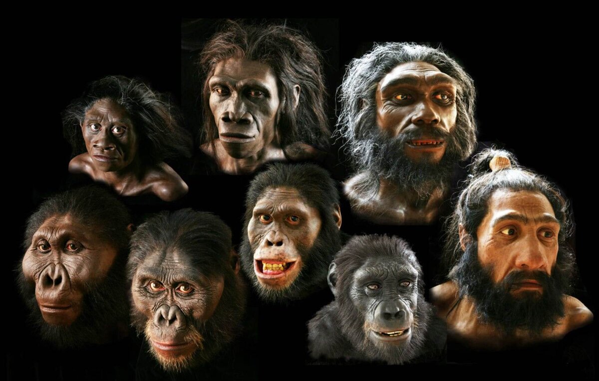Фото эволюция человека из обезьяны человека