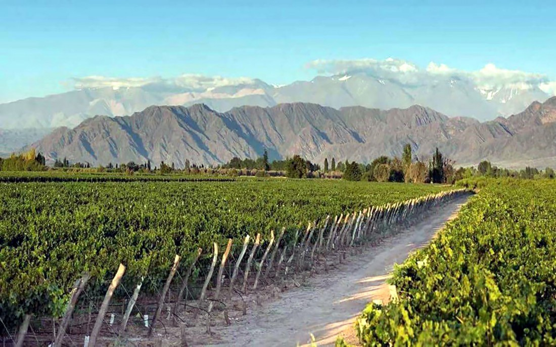 Узум плантация Узбекистон. Почвы Ферганской Долины. Ферганская Долина виноградники. Аргентина винодельня.