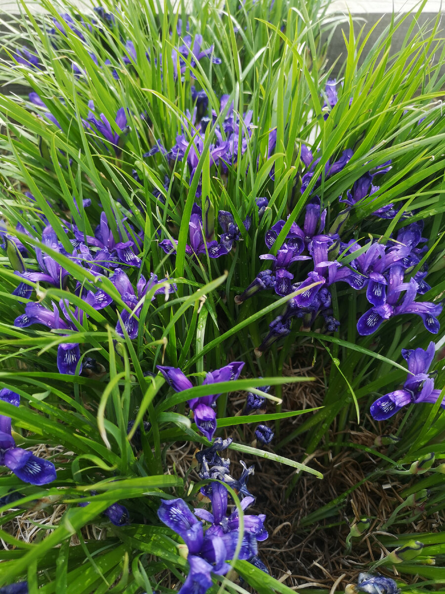 Ирис одноцветковый