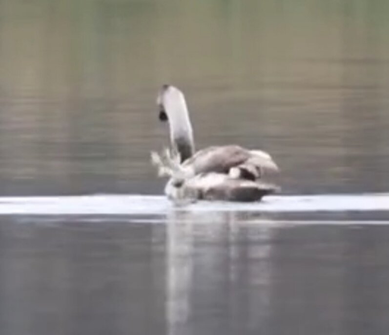 Травма не врожденная, потому что лебедь постоянно теребил крыло. 