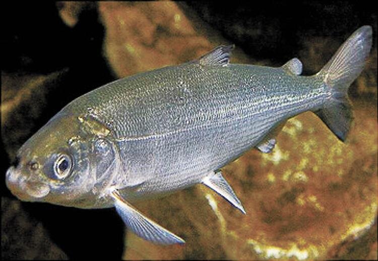 Байкальский омуль