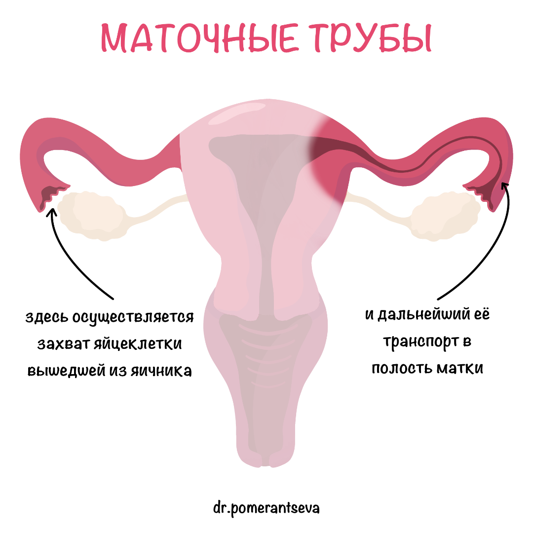 Анатомия женской репродуктивной системы (внутренние половые органы) |  dr.pomerantseva | Дзен