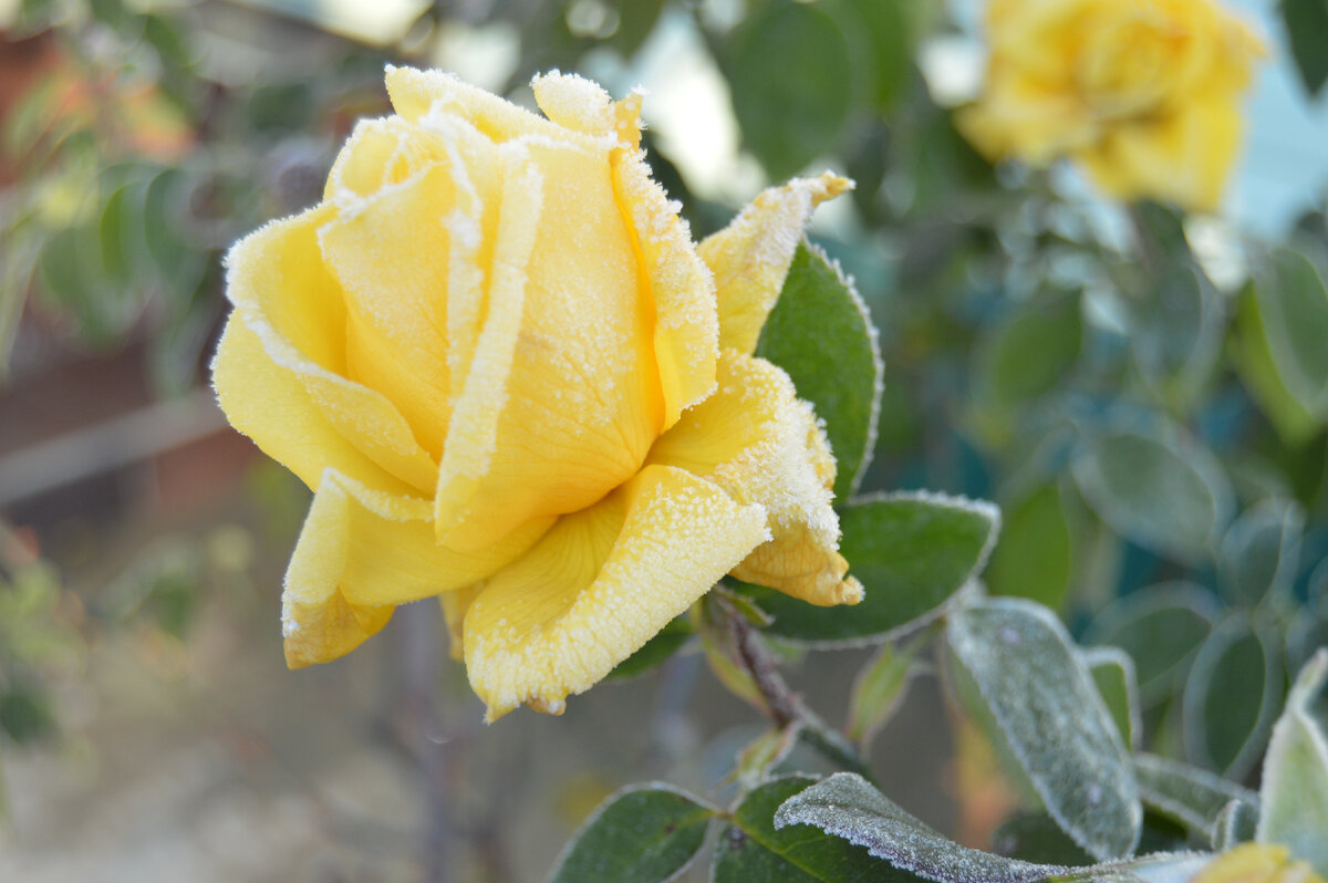 Фото автора. Лёгкий иней, на жёлтой розе.