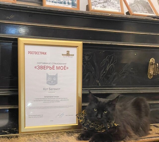    Первым застрахованным по программе «Росгосстраха» «Зверьё моё» стал кот Бегемот из музея-театра «Булгаковский дом»