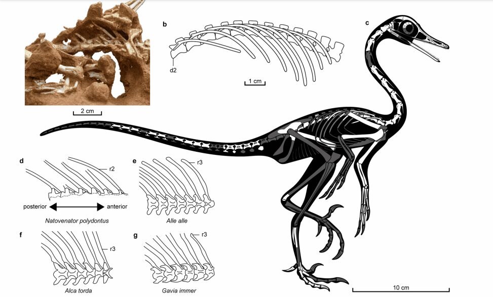    Фото: Communications Biology Мария Скорина