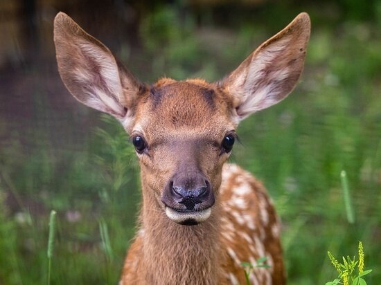     Малыш марала. Фото Парк "Роев ручей"/ВКонтакте