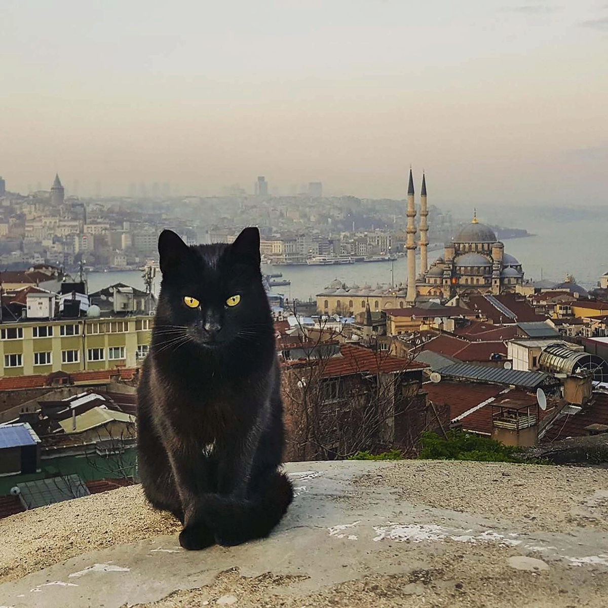 кошки в оаэ