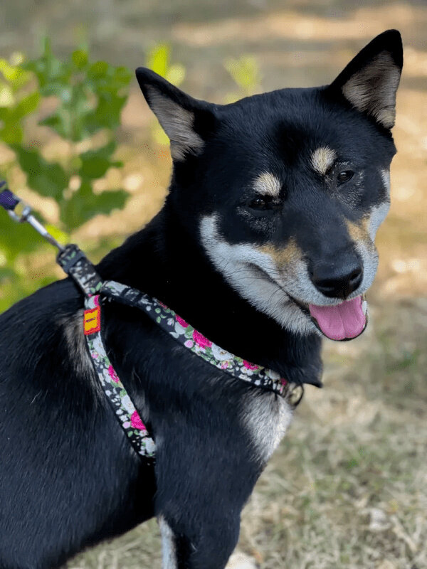 Обратите внимание: стропа лежит на плечевом суставе, стропа прям в подмышке