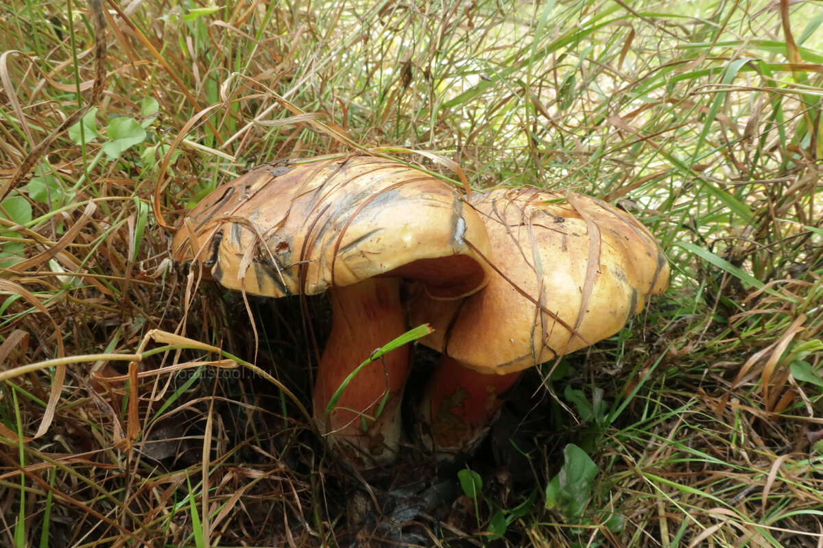 Те непроясненные дубовики... сколько ж их было! (фото И.Лебединского)