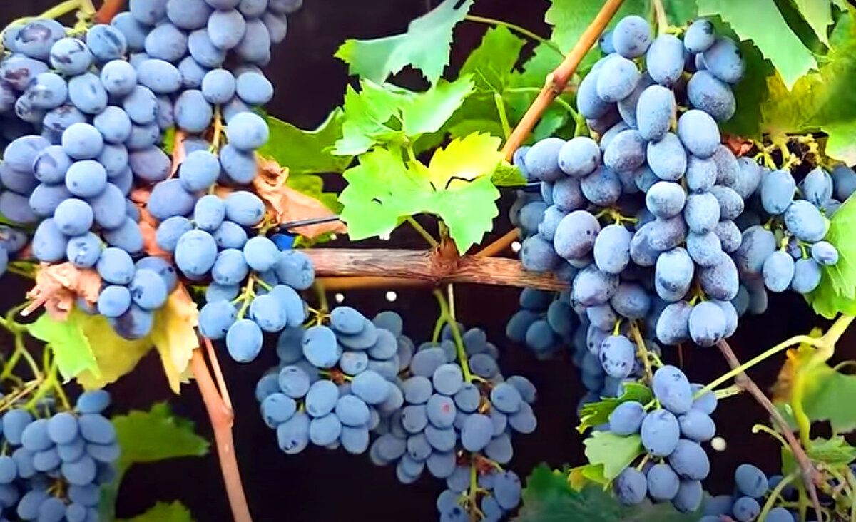 Подбираем сорта винограда для изготовления сока и вина