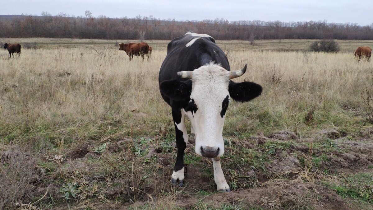     Мероприятие посвящено 90-летнему юбилею бурятского этнографа и публициста Марии Данчиновой.