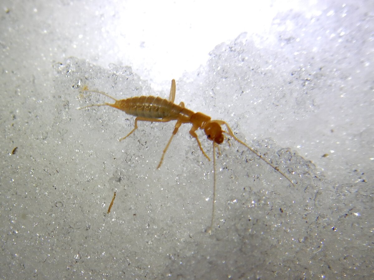 Ледяной жук: Необычное зимнее насекомое. Должен был вымереть ещё в мезозое, но спрятался под снегом и живёт до сих пор!