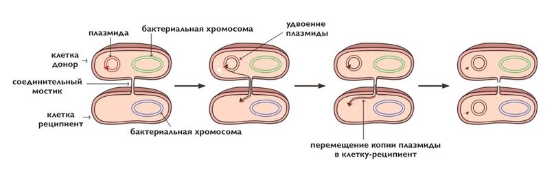 15.Оплодотворение. Партеногенез (формы, распространенность в природе). Половой диморфизм.