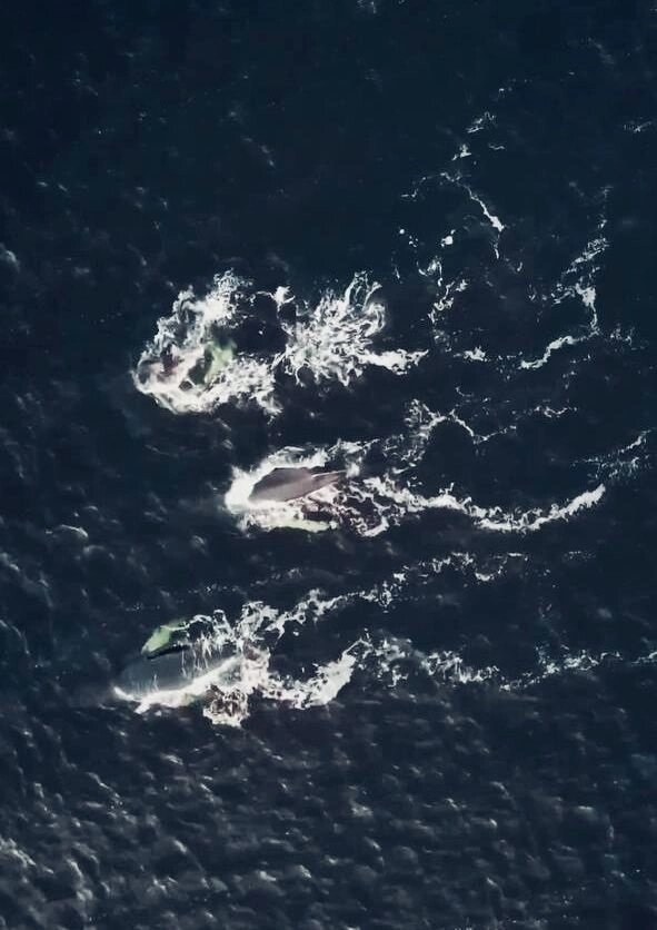 Киты в Баренцевом море. Вид с квадрокоптера