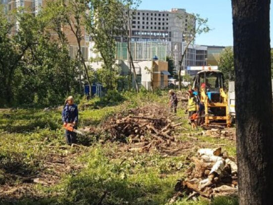     Вырубки в хабаровском дендрарии признаны незаконными в апелляционном суде ФОТО: телеграм-канал Оксаны Подкорытовой