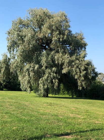 Фото автора. Город Пушкин. 22 июля 2022 года.