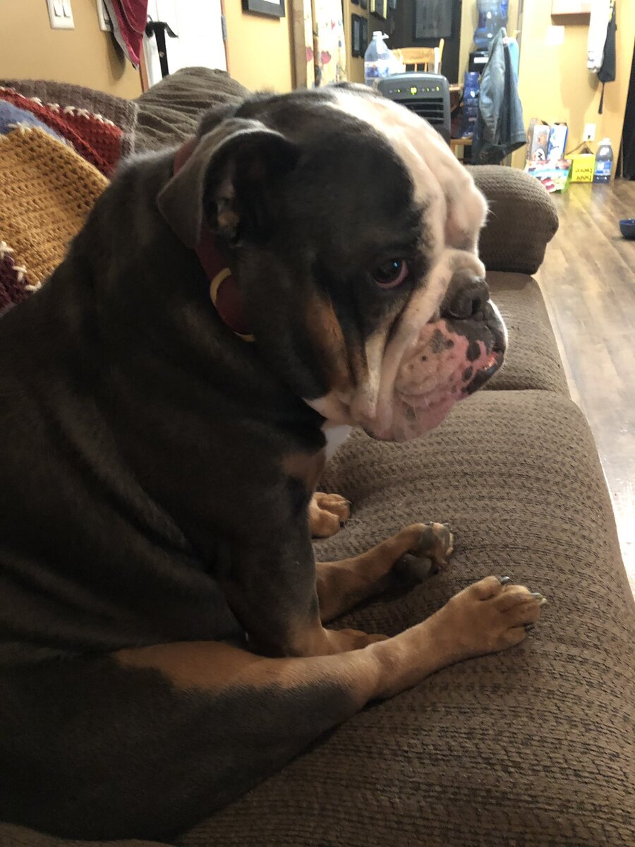 Глядя на эти фото, вы, вероятно, захотите захлопнуть щенка в свои объятия, затискать его и никогда не отпускать. Мы понимаем вас. Потому что каждый из нас, кто хоть раз имел дело с такой нежной и милой маленькой собачкой, знает, что они могут стать настоящими членами семьи и лучшими друзьями.