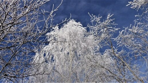 У нас была зима. Зимняя видеозарисовка / Winter in my garden