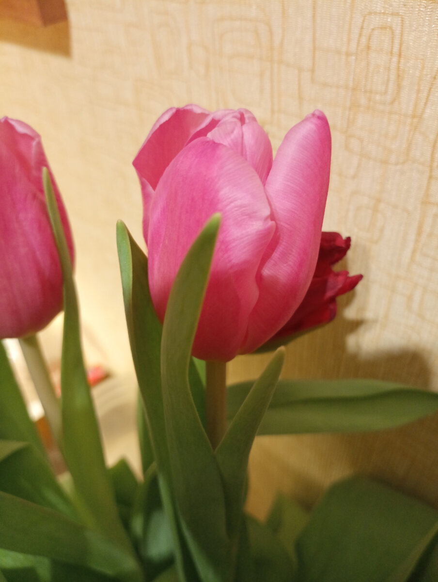 У соседки красота