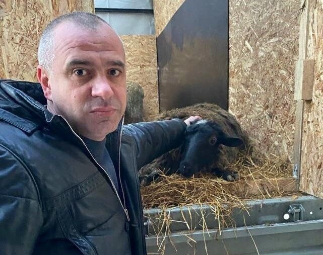    Овечек доставили с фермы семьи Люлиных в Лысковском районе Арина Полтанова