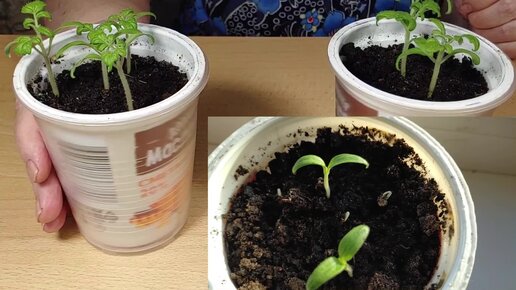 Рассада. Помидоры рассада 2023 год. Помидоры рассада 2023 год. Всходы томатов. Помидоры рассада 2023 год.