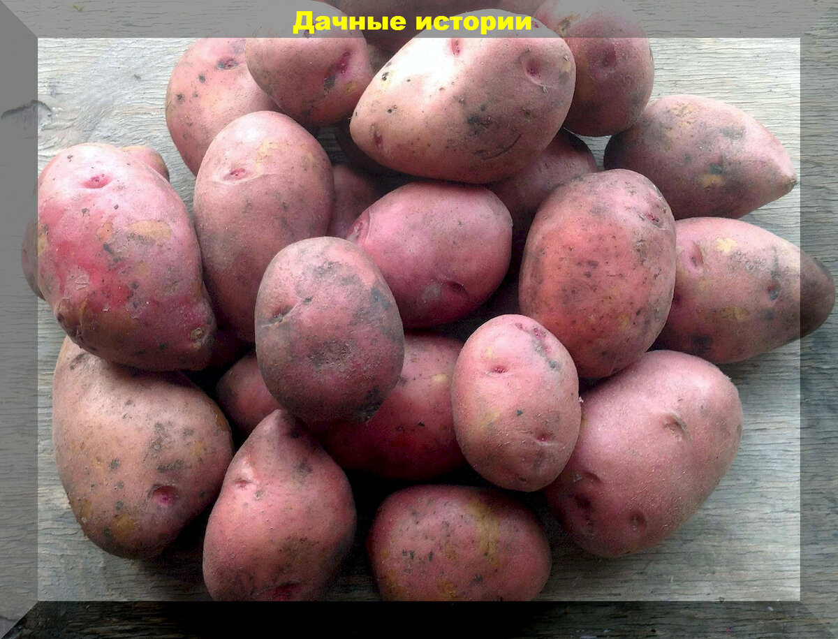 Ранний срок созревания