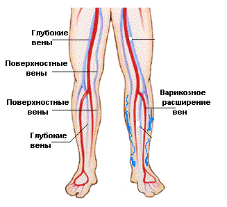 Краткая анатомия вен нижних конечностей