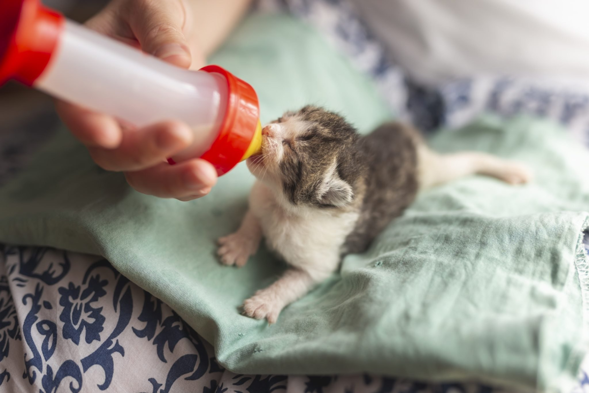 Коты потеют. Котенок из бутылочки. Котенка кормят из бутылочки. Бутылочка для котят. Как ухаживать за новорождённым котёнком.