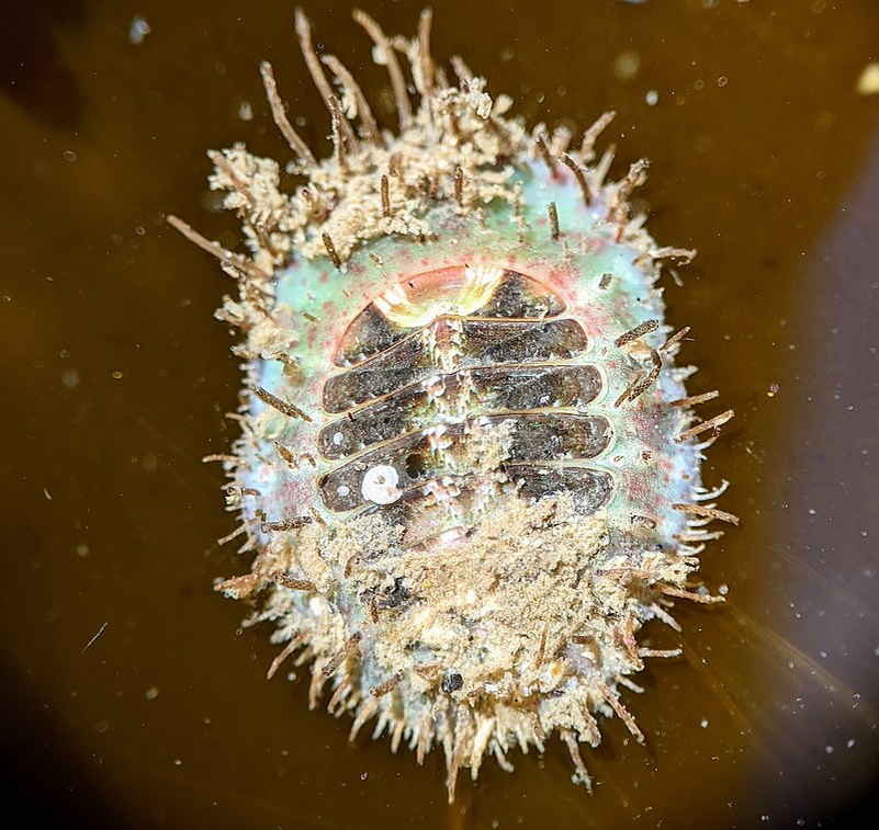 Placiphorella velata