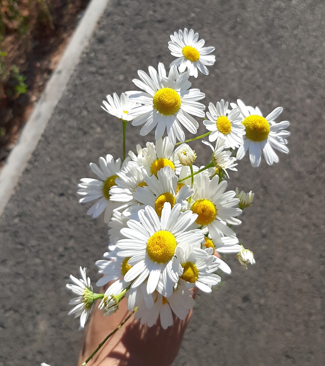 Ромашкииии 