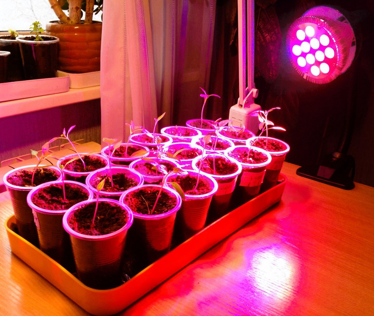 Можно ли подсвечивать рассаду светодиодными. Фитолампа фитолето. Лампы досвечивания для рассады. Фитолампа фотосинтез-15 для подсвечивания растений. Досветка рассады фитолампа.