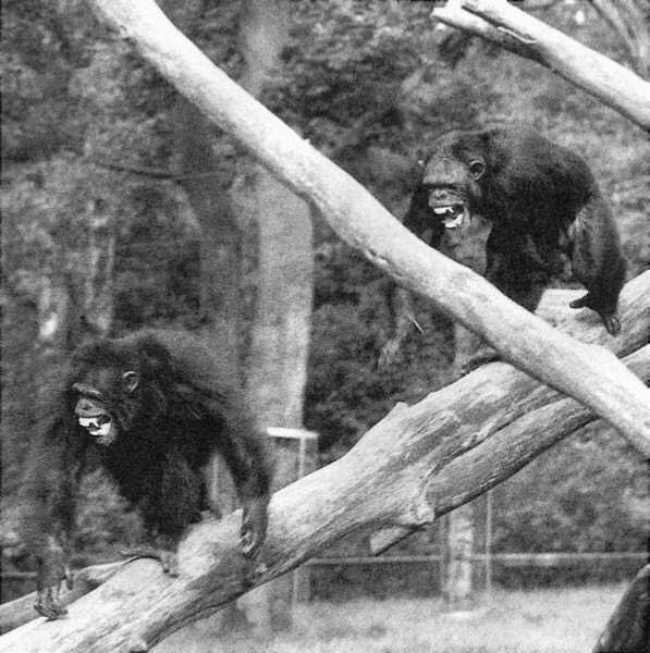 Смена лидерства в группе шимпанзе. Фото Франс де Вааль. "Политика у шимпанзе [Власть и секс у приматов]." Убегает Лёйт - новый альфа, догоняет Йерун - старый альфа. Оба кричат. Вся процедура смены лидерства длилась более 2 месяцев. 