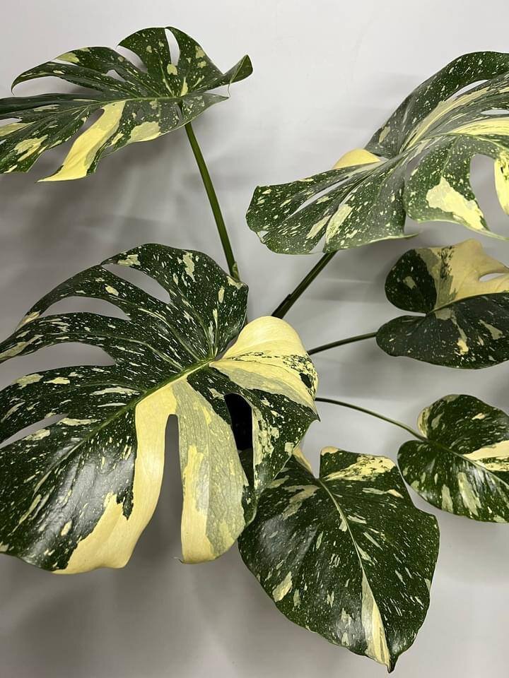 Собственно, на фото этой прекрасной Монстеры Тайское Созвездие я и повелась:) 