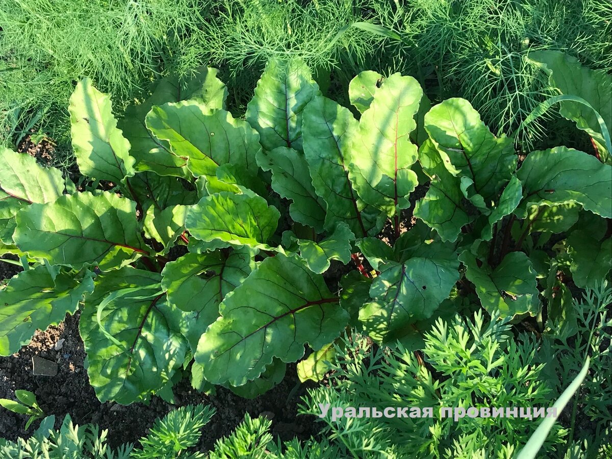 Вот так все растет на плодородной почве