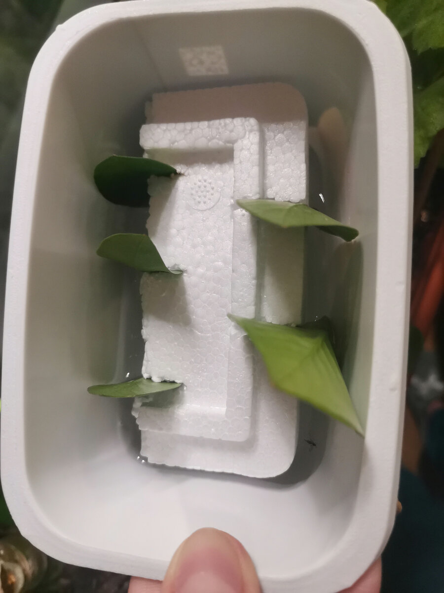 Лайфхак нехитрый - листовые пластинки опускаются в воду до укоренения. Начало эксперимента 29 марта 2022 г