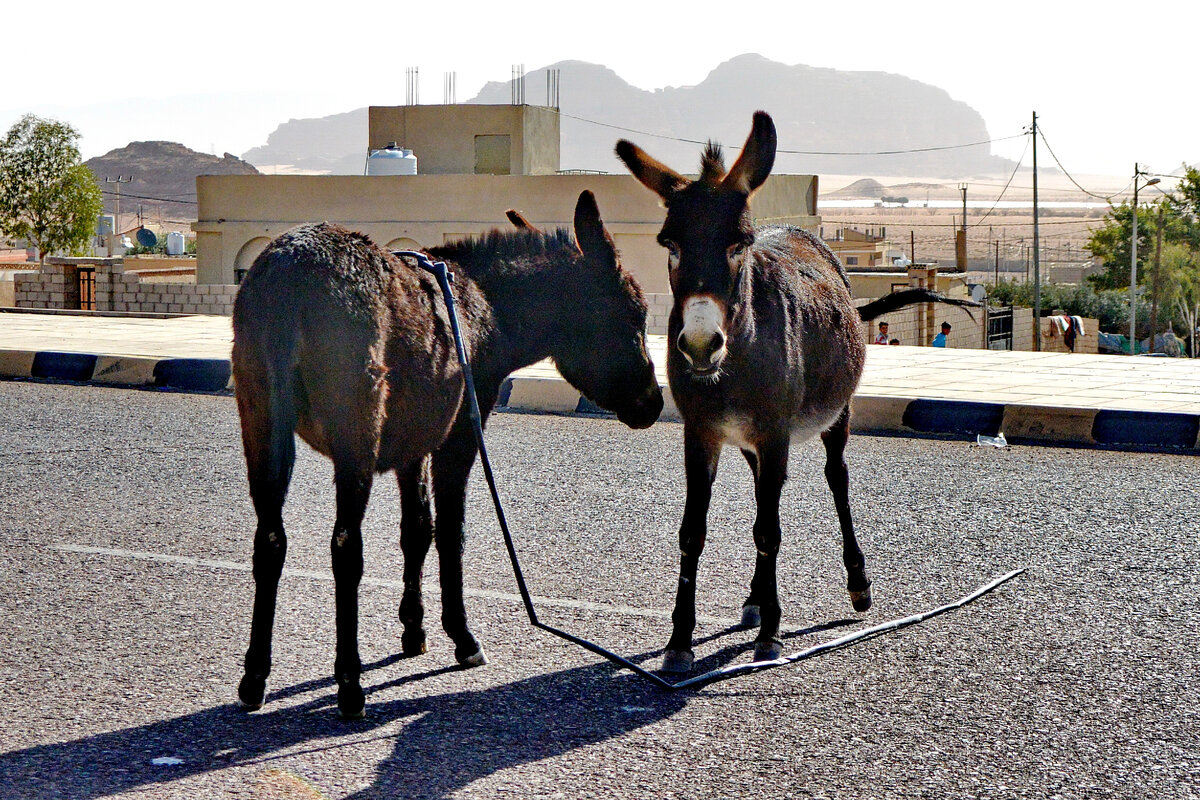 Где-то в Иордании...