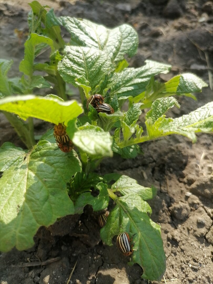 Утренний сбор жуков