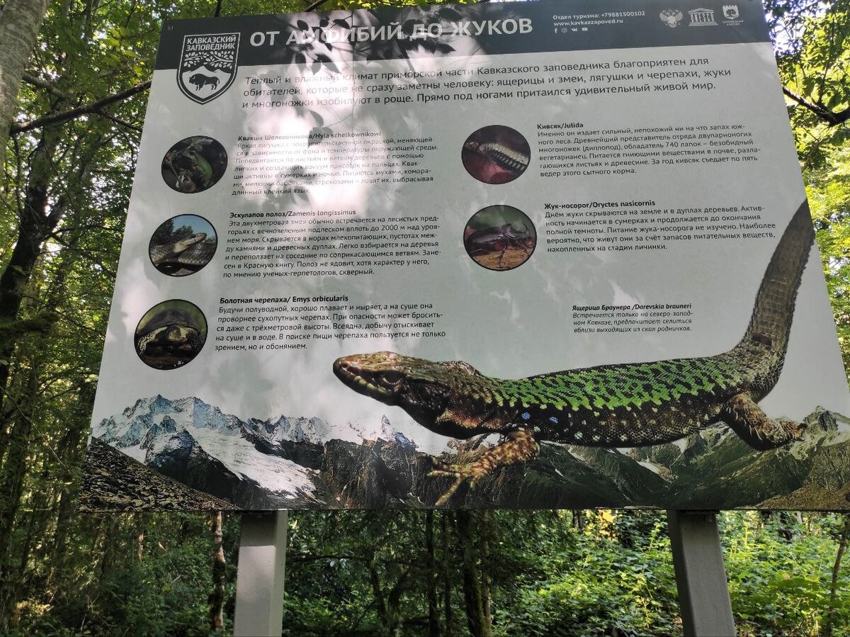 От Амфибий до различных видов Жуков можно встретить на территории Тисо-Самшитовой рощи в Сочи