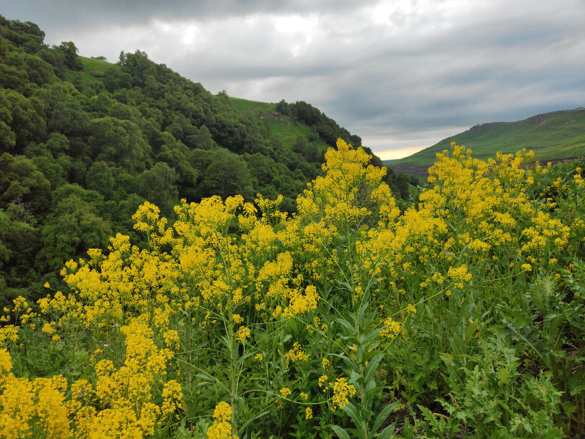 "Свербига Восточная". Золотистый Заход на Гришкиной балке. КЧР. 22.06.2023г.