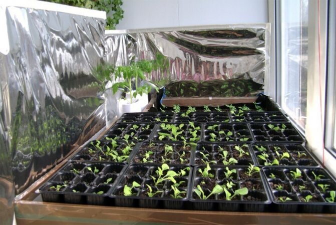 Изображение с сайта Яндекс Картинки