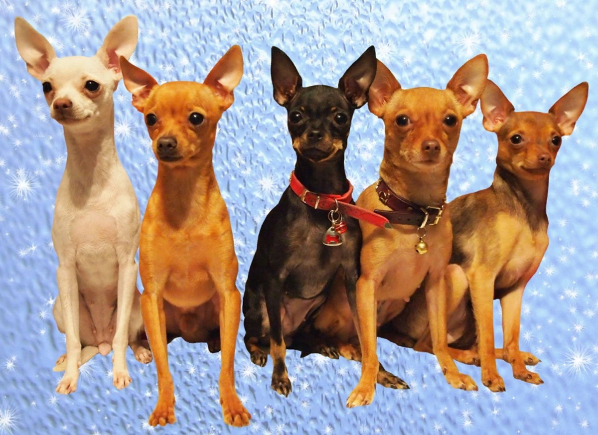 Free Images : puppy, vertebrate, chihuahua, dog breed, breeding, petit, big ears