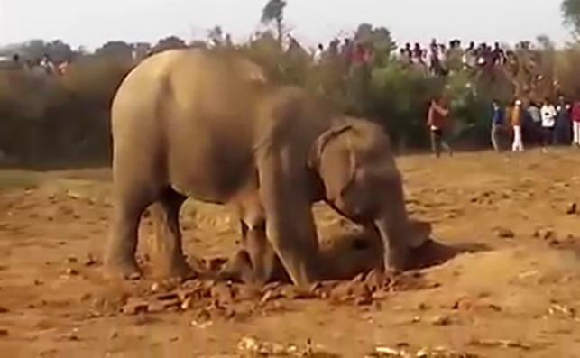 Не смогла остаться равнодушной к этой истории и, хочу поделиться ей с вами.-4