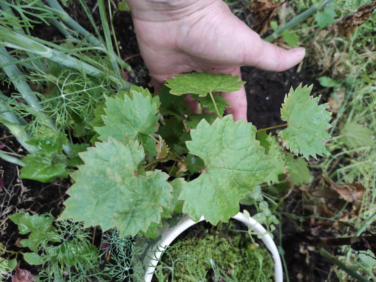 Однозначно стоит, если Вас посетит Ксения