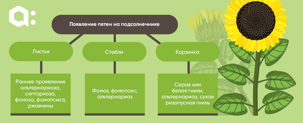 Что дает подсолнух. Защита подсолнечника. Схема защиты подсолнечника. Стебель подсолнечника. Классификация подсолнечника.