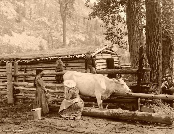 Старинное фото — доение коровы вручную