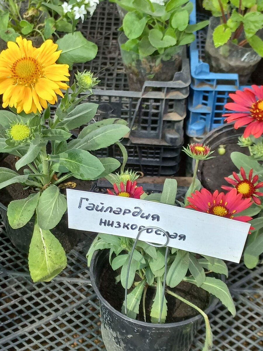 Гайлардия низкорослая не нужна.