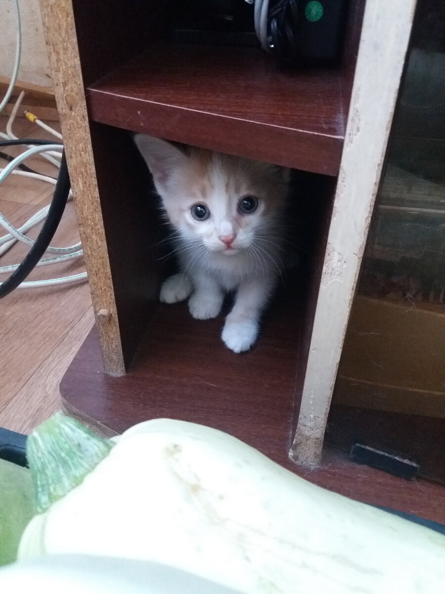 Лягушонок. Остался у нас