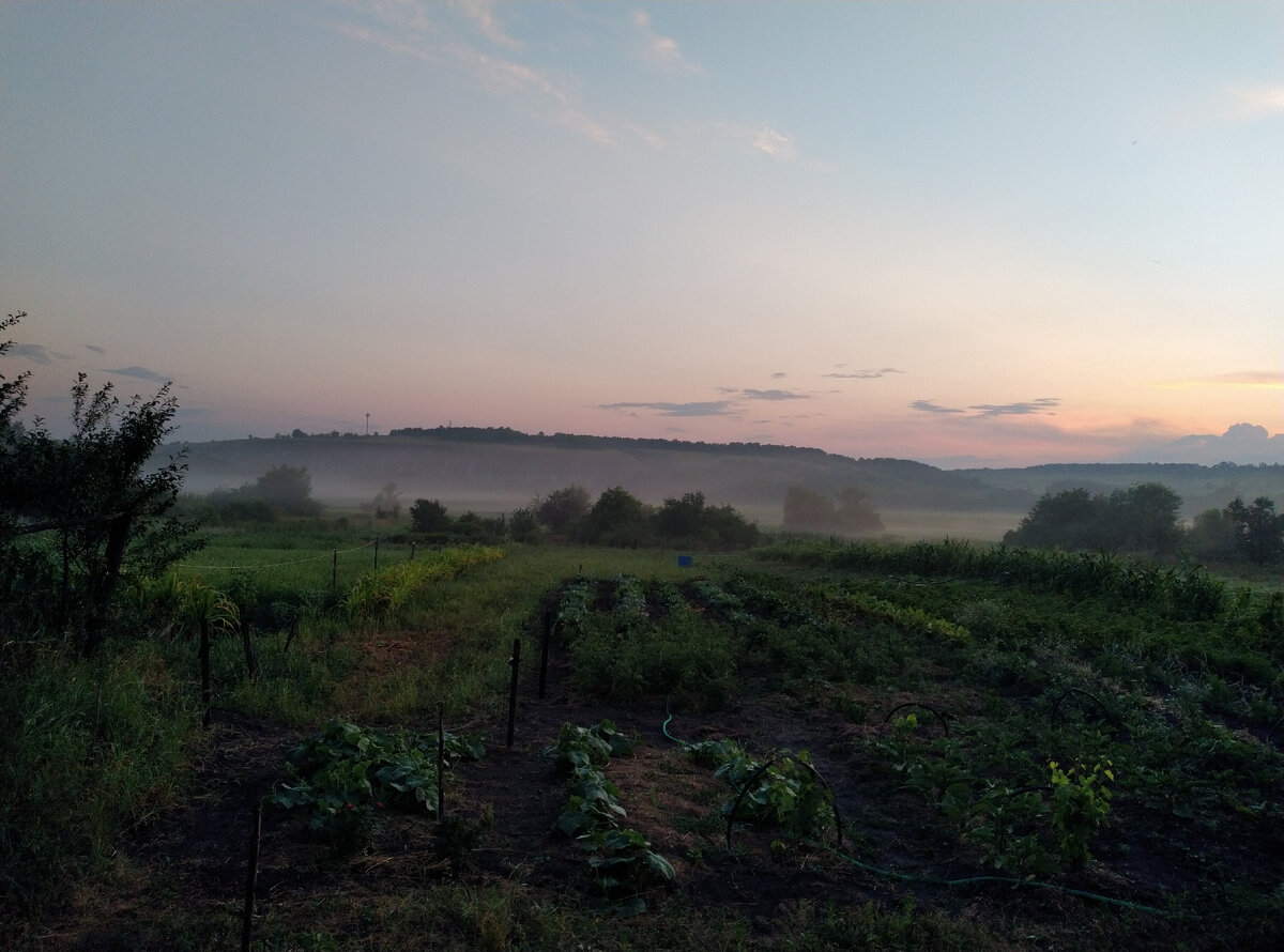 Потом туман дошел почти до дома, но было уже темновато, не стала суетиться и бегать за фотоаппаратом