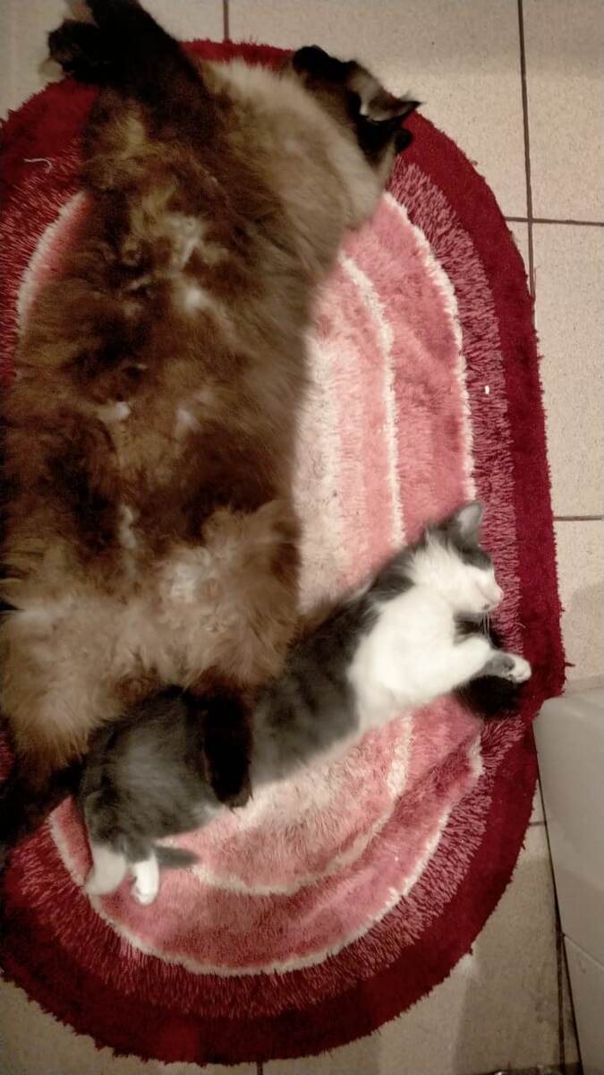 фото моё Тварь моя. 