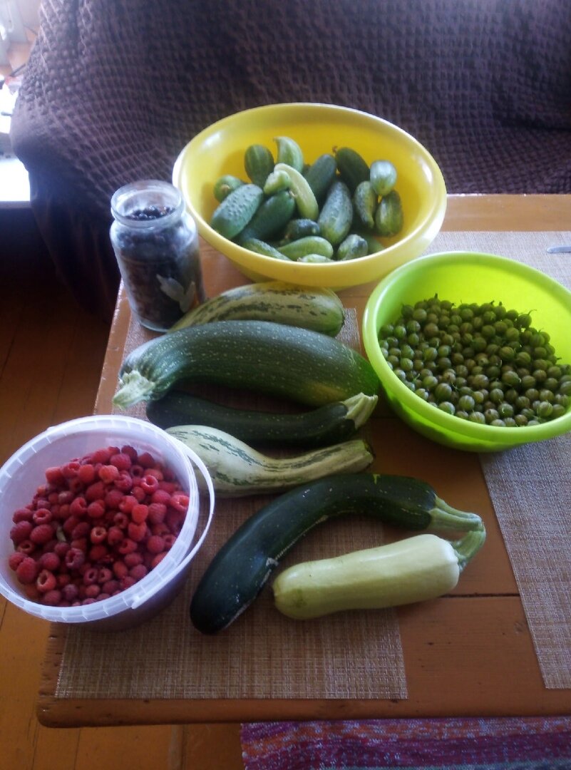 Огурцы и кабачки, малина, смородина, крыжовник...